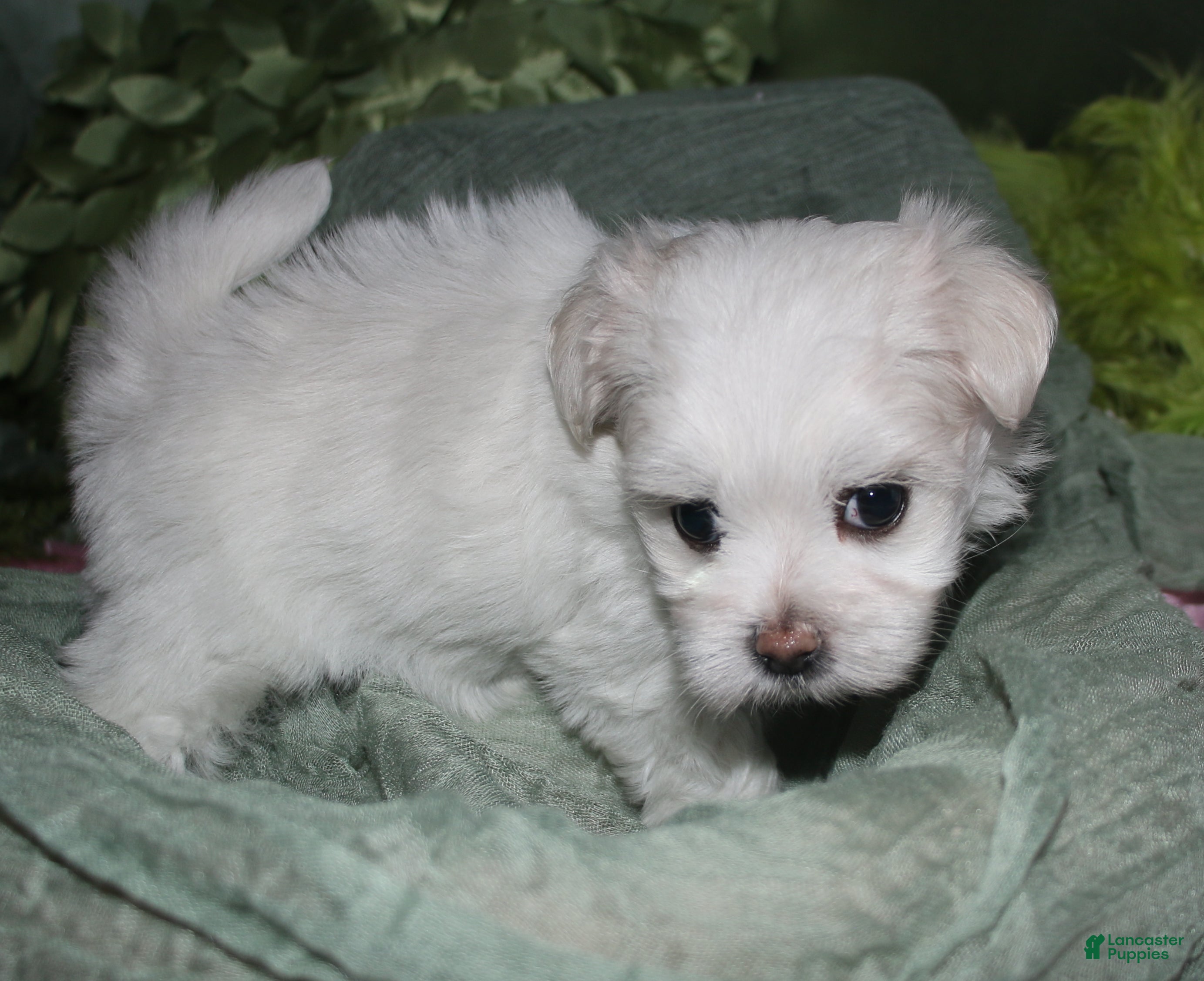 Maltese dogs Diva - Ad 2