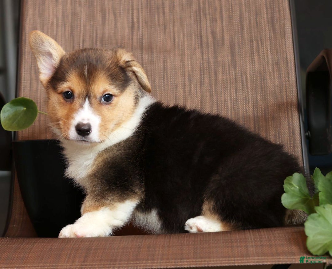 Welsh Corgi Pembroke dogs for sale: Callie - Ad 6