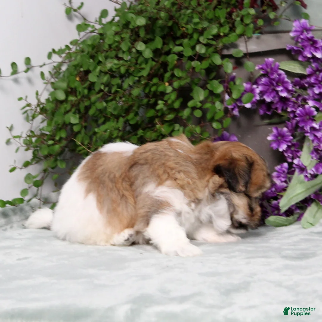 Teddy Bear dogs for sale: Winston - Ad 5