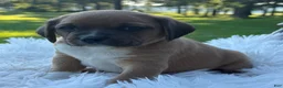 Puggle dogs for sale: Poppy - Ad 5