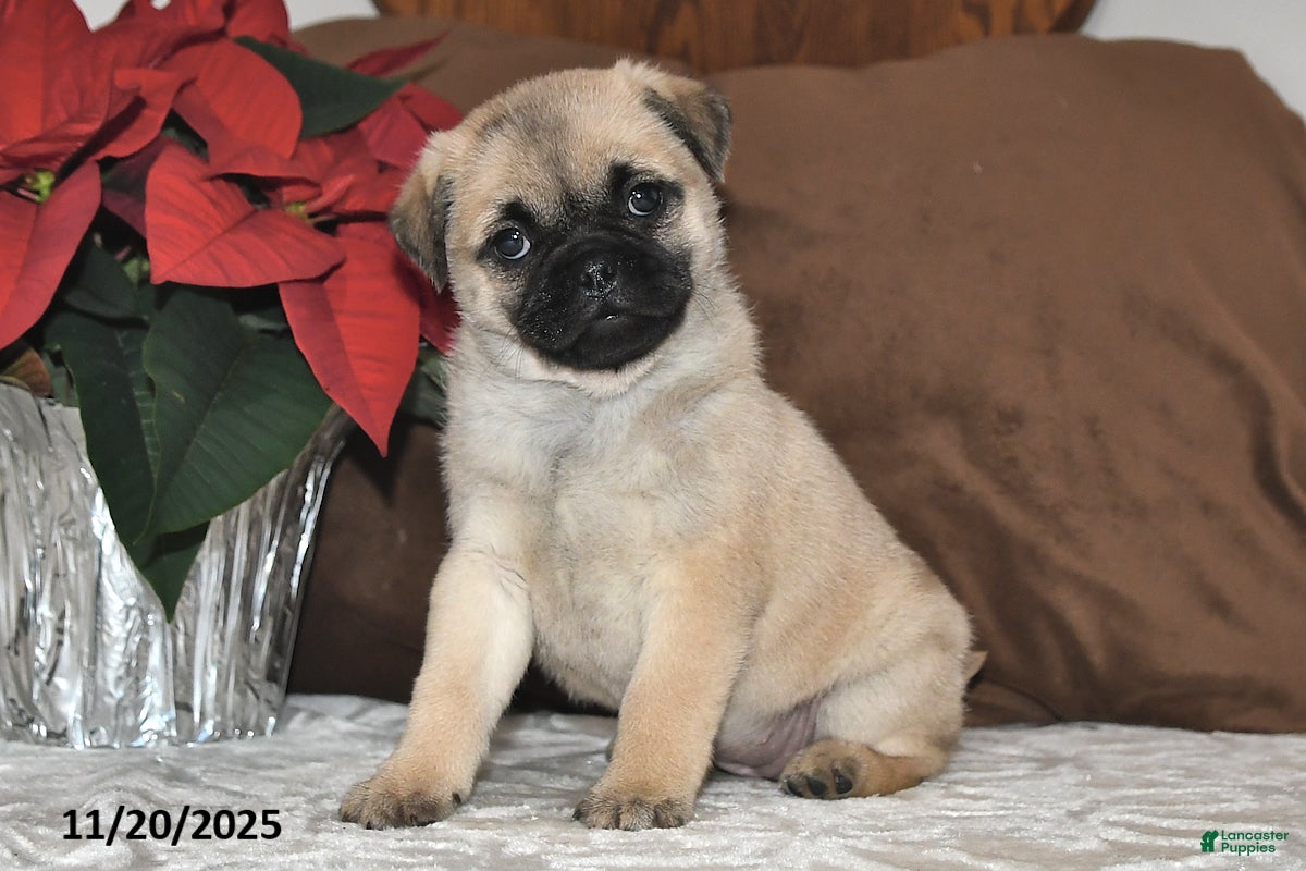 Mixed Breed dogs Princess - Ad 22