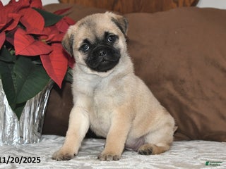 Mixed Breed dogs Princess - Ad 37