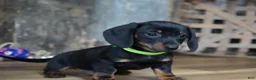 Miniature Dachshund dogs for sale: Holden - Ad 5