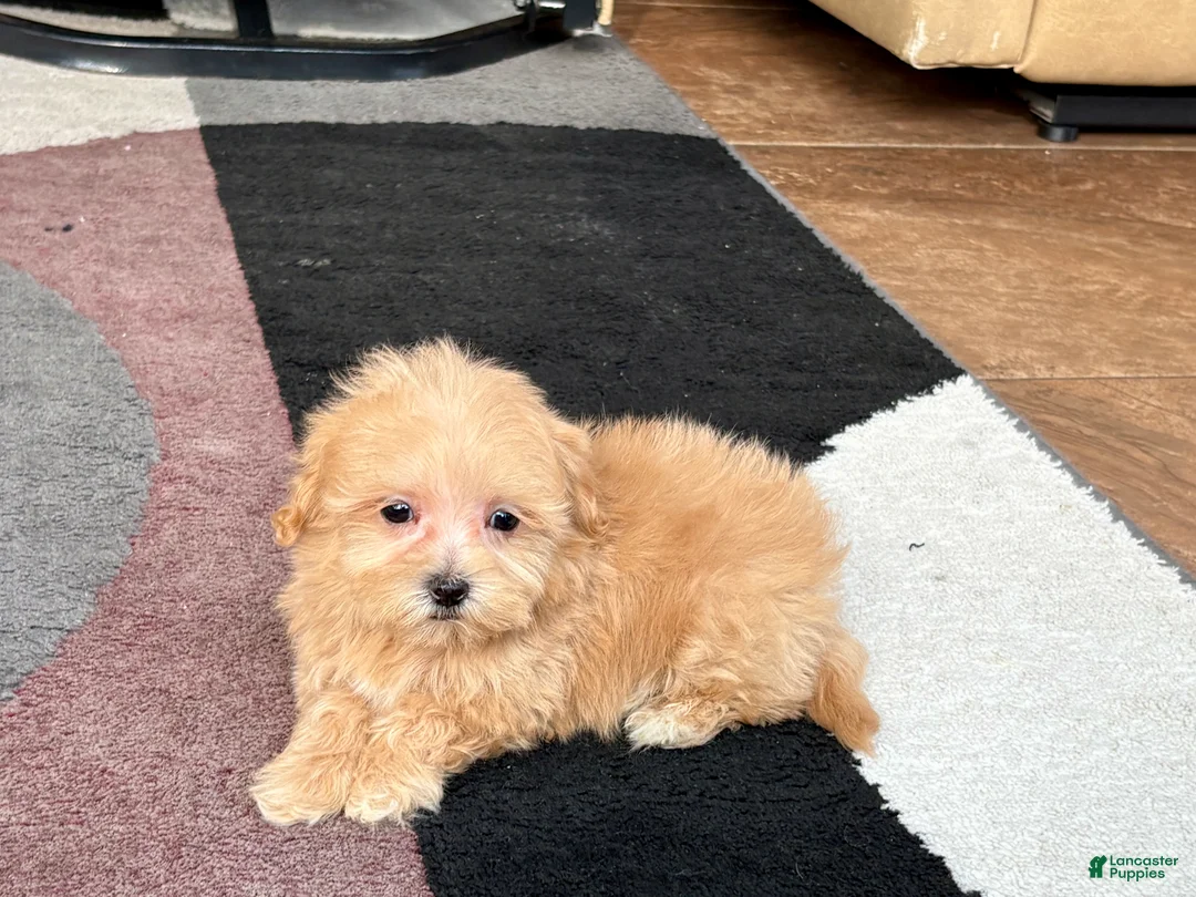 Maltipoo dogs for sale: Maltipoo Male Puppy 3 - Ad 3