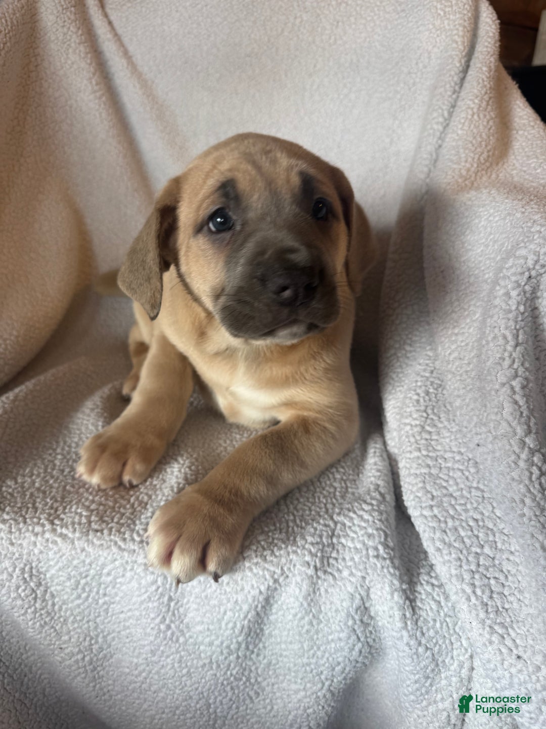 Cane Corso dogs for sale: Nala - Ad 3