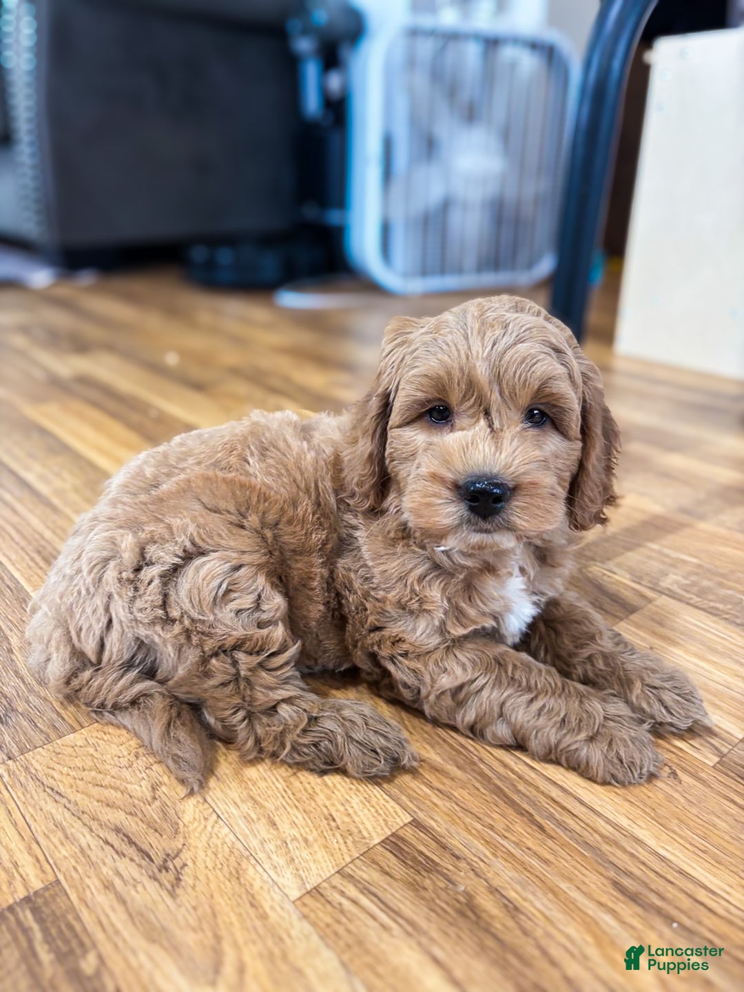 Mini Goldendoodle dogs for sale: Pepper - Ad 9