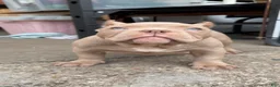 American Bully dogs for sale: American Bully Puppy 1 - Ad 4