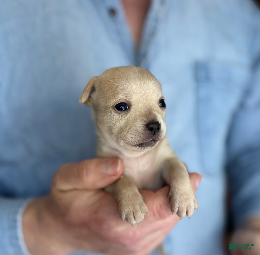Chihuahua dogs for sale: Lion heart  - Ad 2