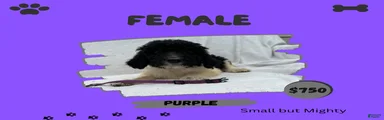 Goldendoodle 7
