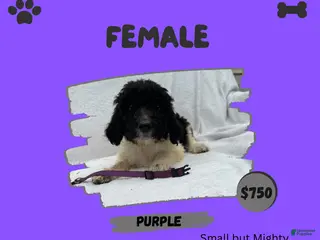 Goldendoodle dogs Goldendoodle 7 - Ad 10