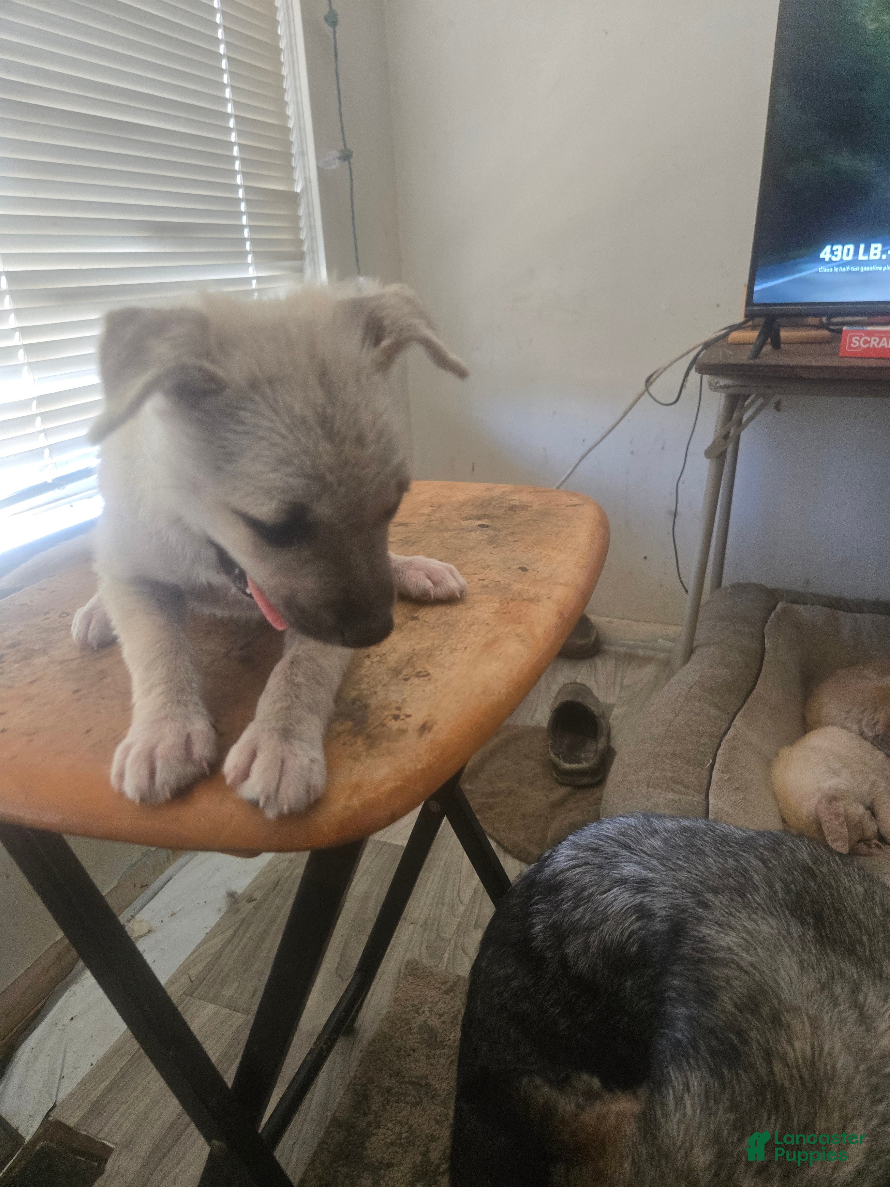 Mixed Breed dogs silver bear girl - Ad 31