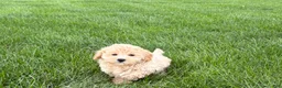 Maltipoo dogs for sale: Jesse  - Ad 6