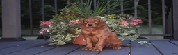 Irish Setter dogs for sale: Shelia - Ad 4
