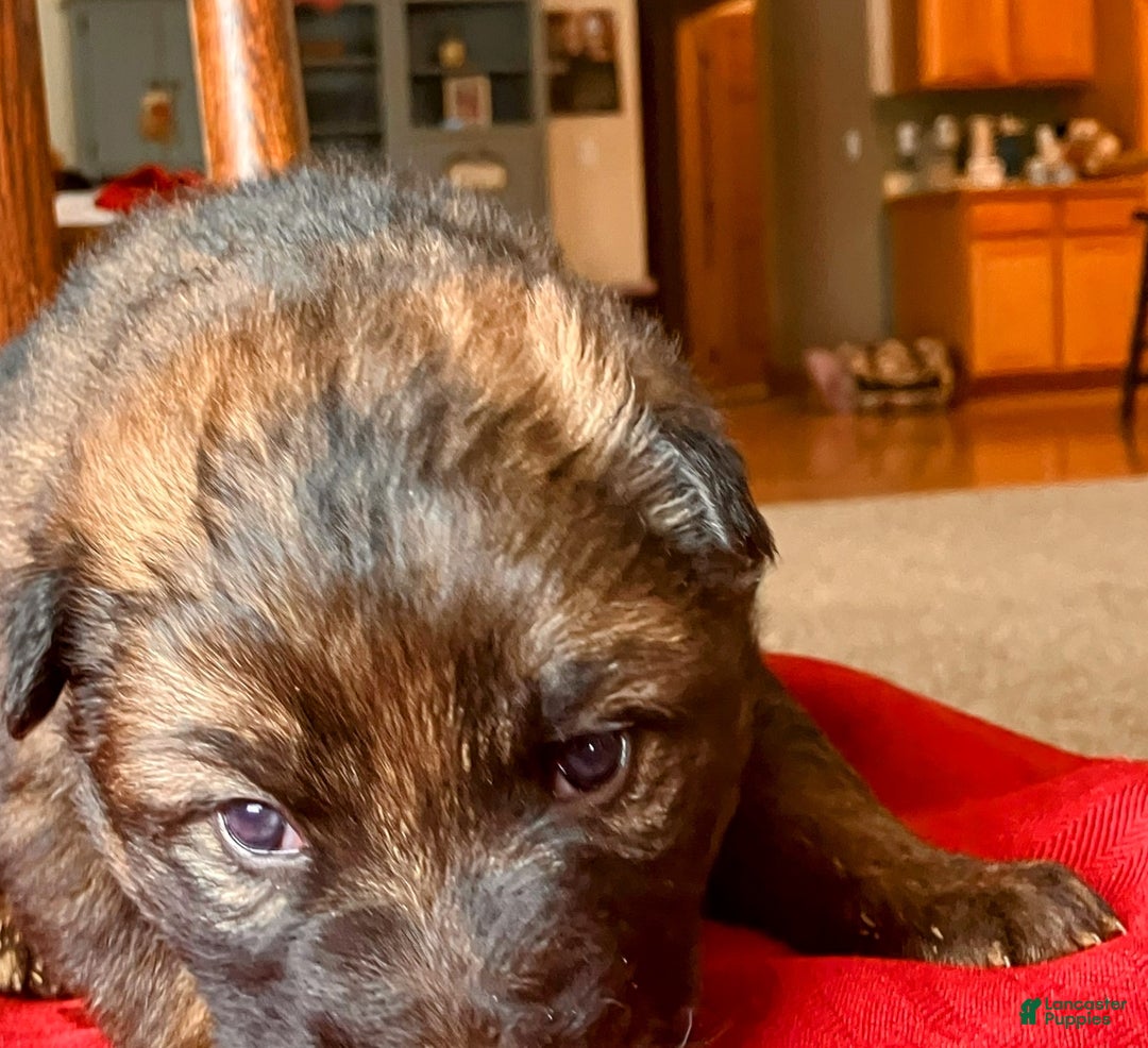 German Shepherd dogs for sale: ♥️KING♥️ - Ad 4