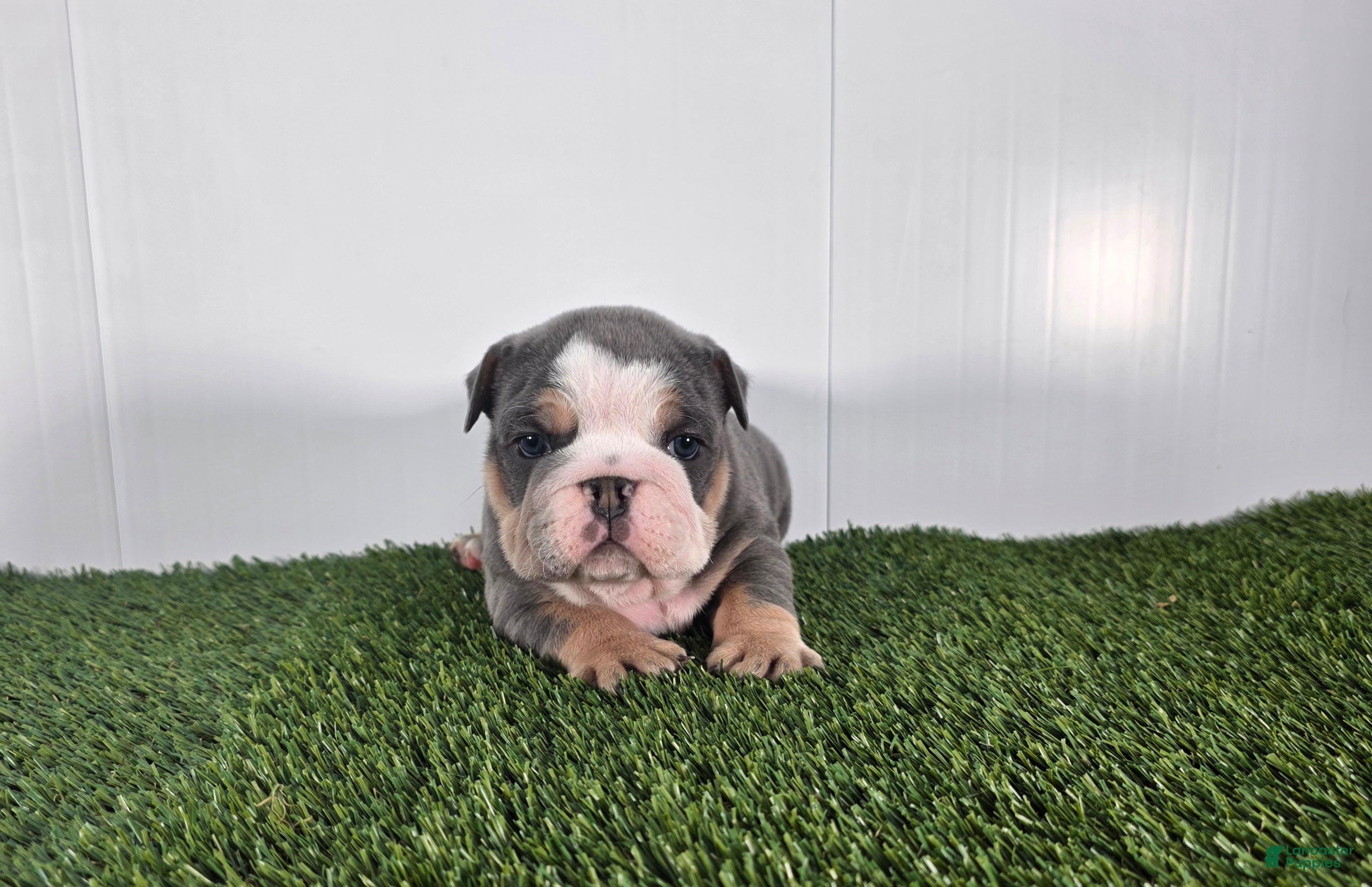 Olde English Bulldogge dogs Jax - Ad 23