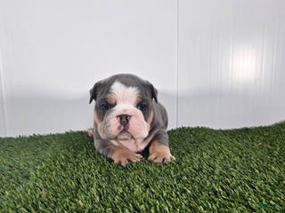 Olde English Bulldogge dogs Jax - Ad 21