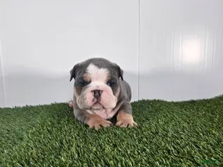 Olde English Bulldogge dogs Jax - Ad 14