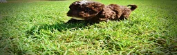 Havapoo dogs for sale: Juno-LABOR DAY SALE-TAKE $100 OFF!!! - Ad 16