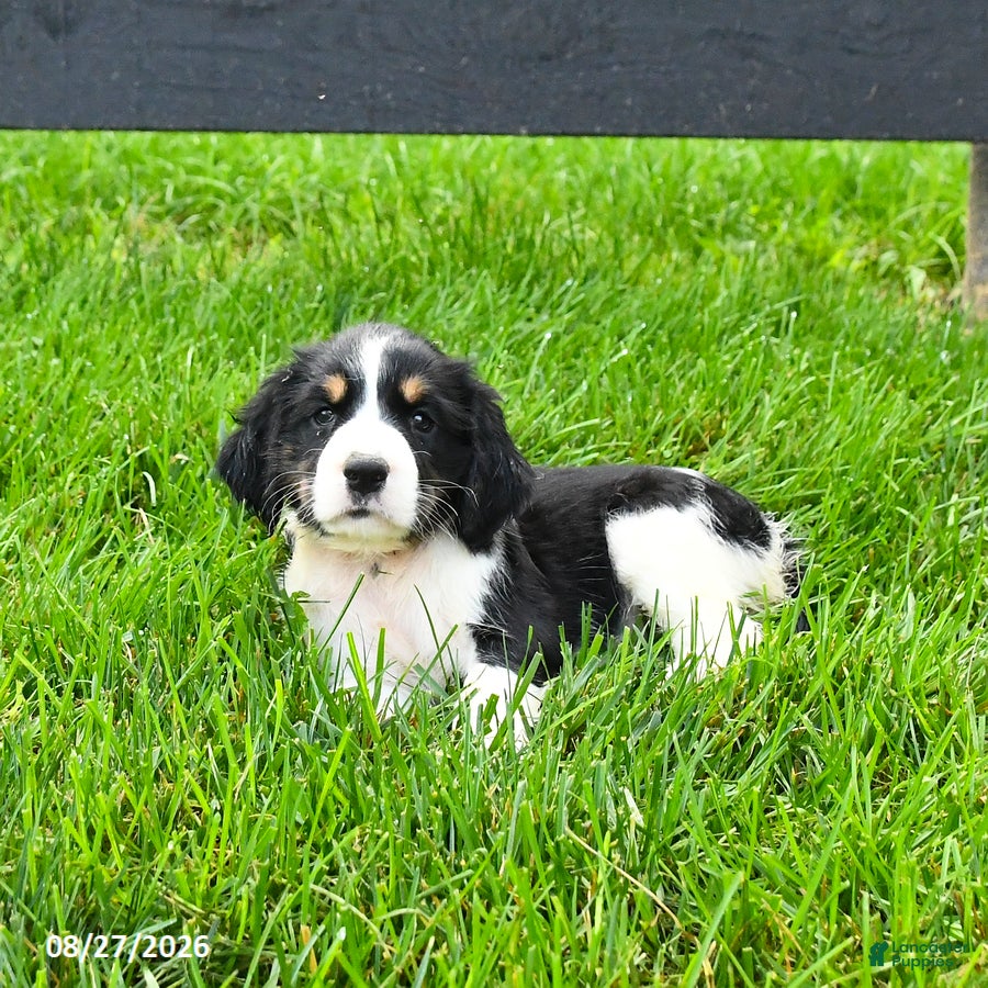 English Springer Spaniel dogs Blessing - Ad 1
