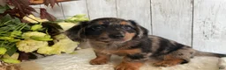 Miniature Dachshund dogs for sale: Lincoln  - Ad 9