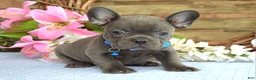 French Bulldog dogs for sale: Freddy - Ad 4