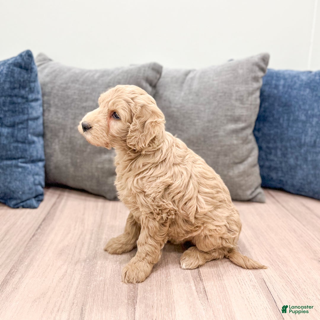 Goldendoodle dogs for sale: Biscuit - Ad 5