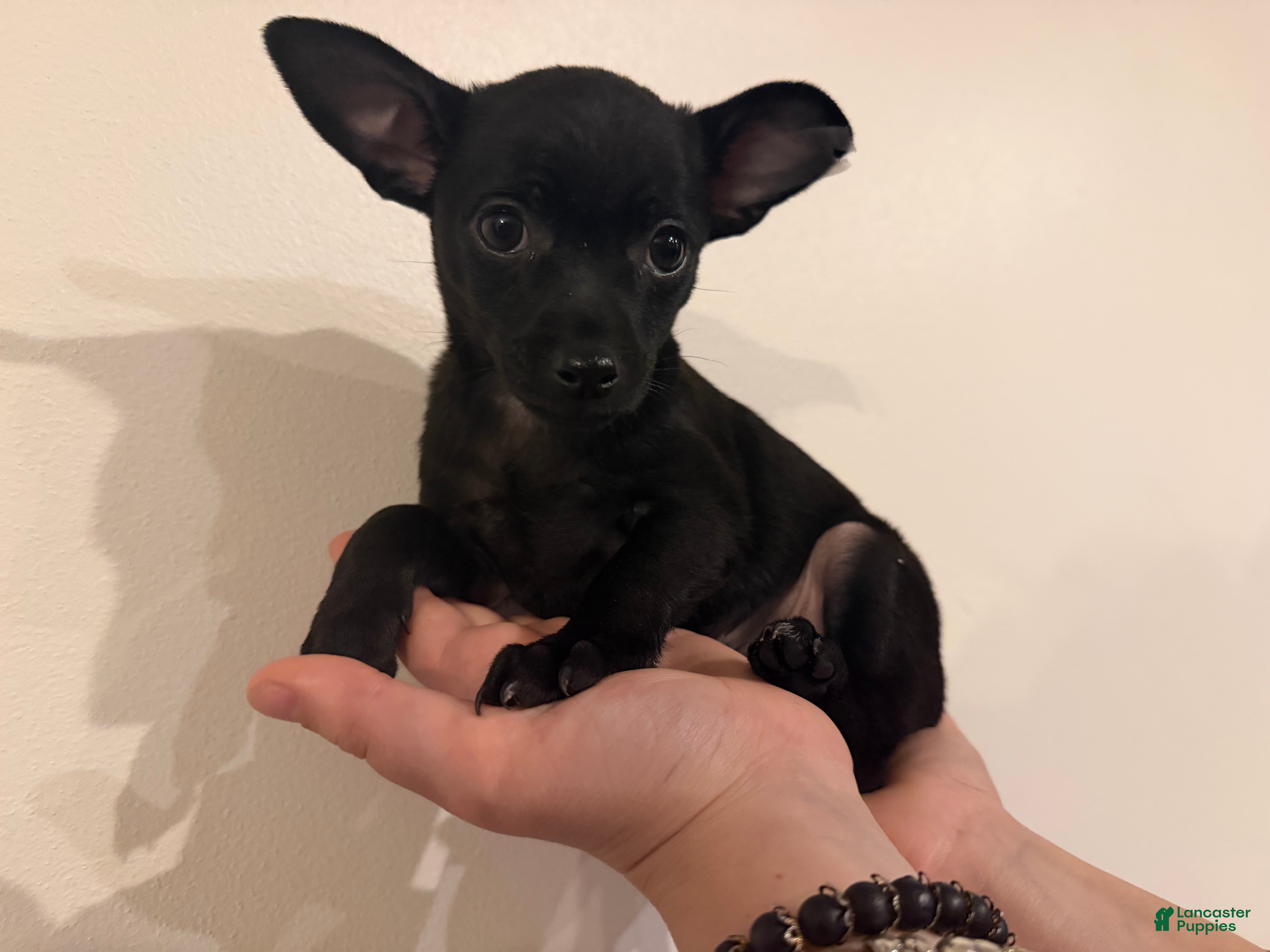 Chihuahua dogs Mike - Ad 1