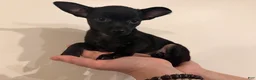 Chihuahua dogs for sale: Mike - Ad 1