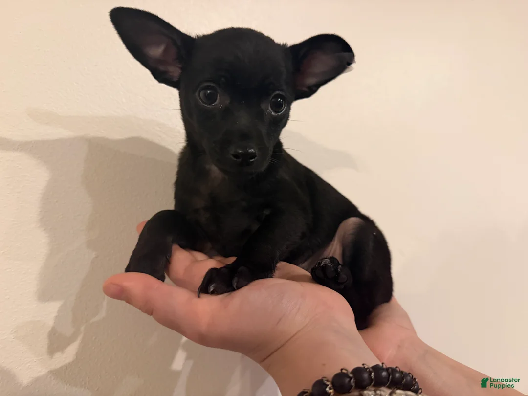 Chihuahua dogs for sale: Mike - Ad 1