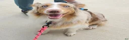 Australian Shepherd dogs for sale: Gorgeous Blue Merle Female with a Unique Heart Nose - Ad 2