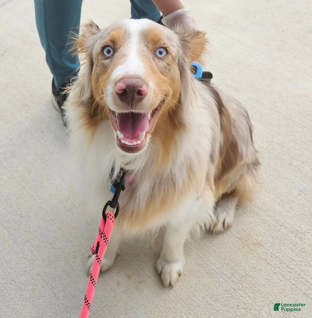 Australian Shepherd dogs for sale: Gorgeous Blue Merle Female with a Unique Heart Nose - Ad 2