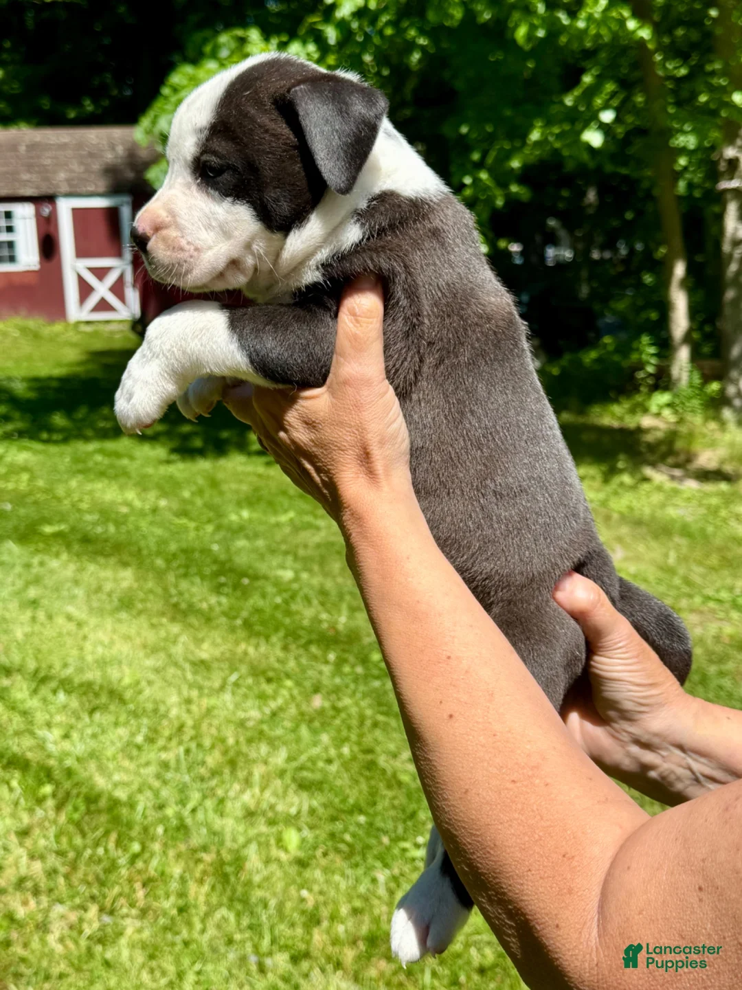 American Bulldog dogs for sale: Male 2 - Ad 2