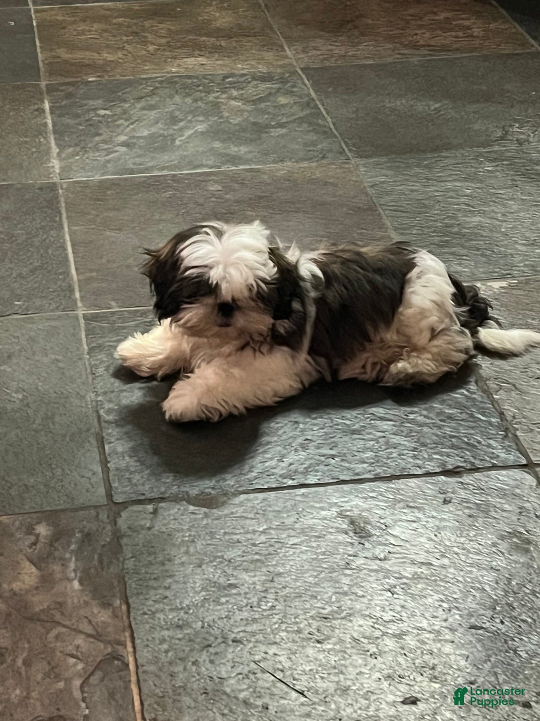 Shih Tzu dogs for sale: Shih Tzu Puppy 3 - Ad 3