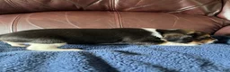 Beagle dogs for sale: Beagle 5 - Ad 6