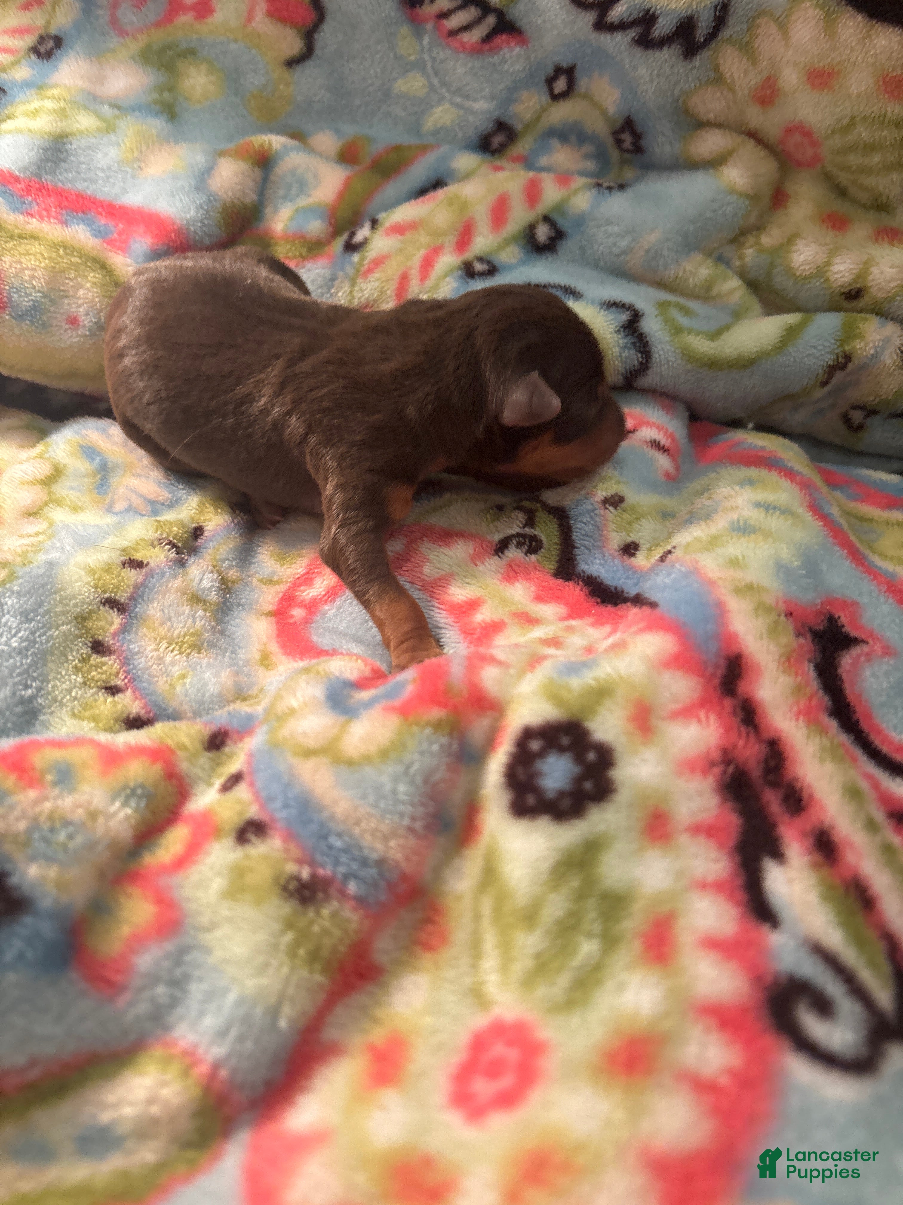 Miniature Pinscher dogs Coffee - Ad 42