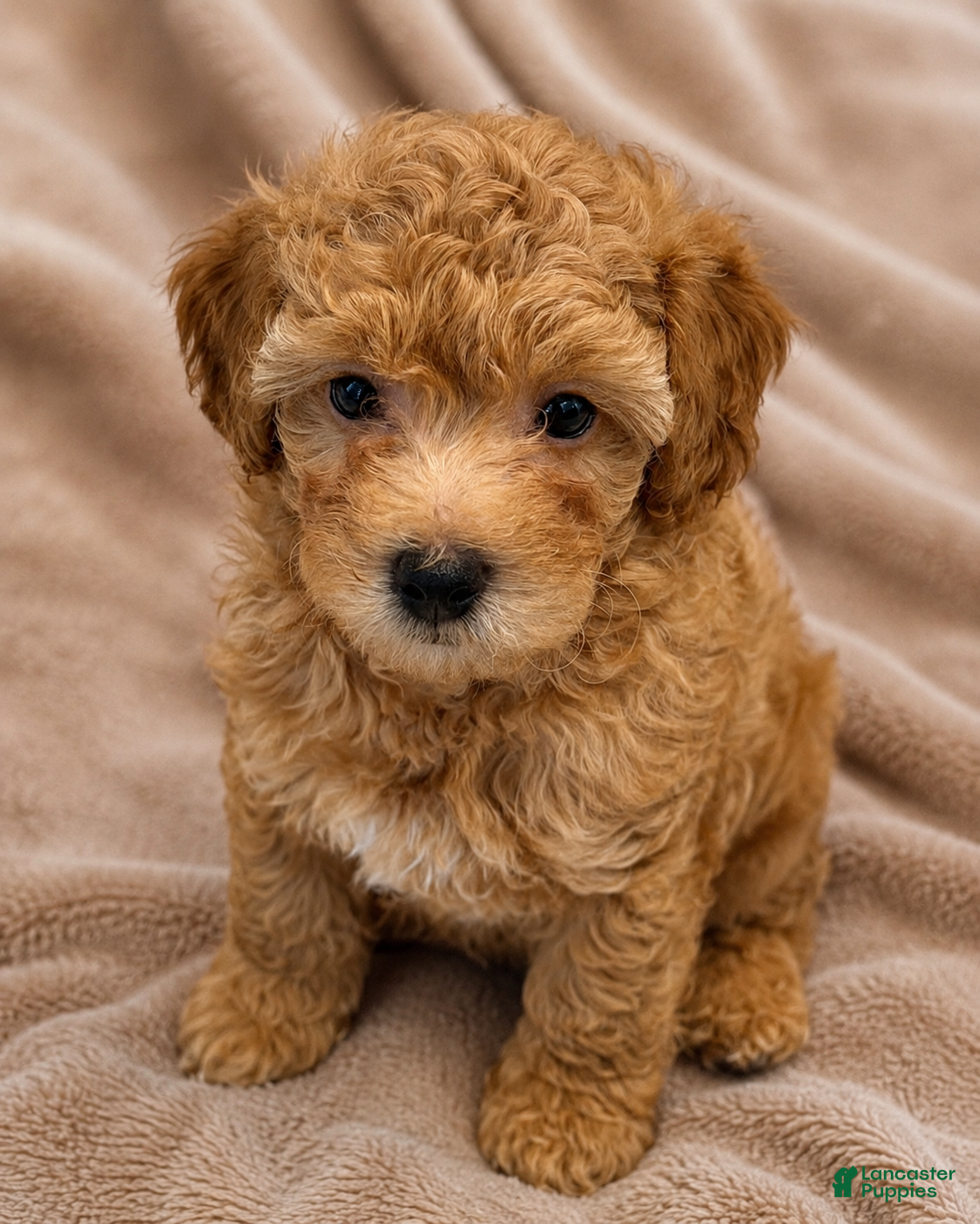 Maltipoo dogs Scamper - Ad 1