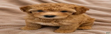 Scamper