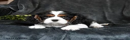Cavalier King Charles Spaniel dogs for sale: Harley - Ad 3