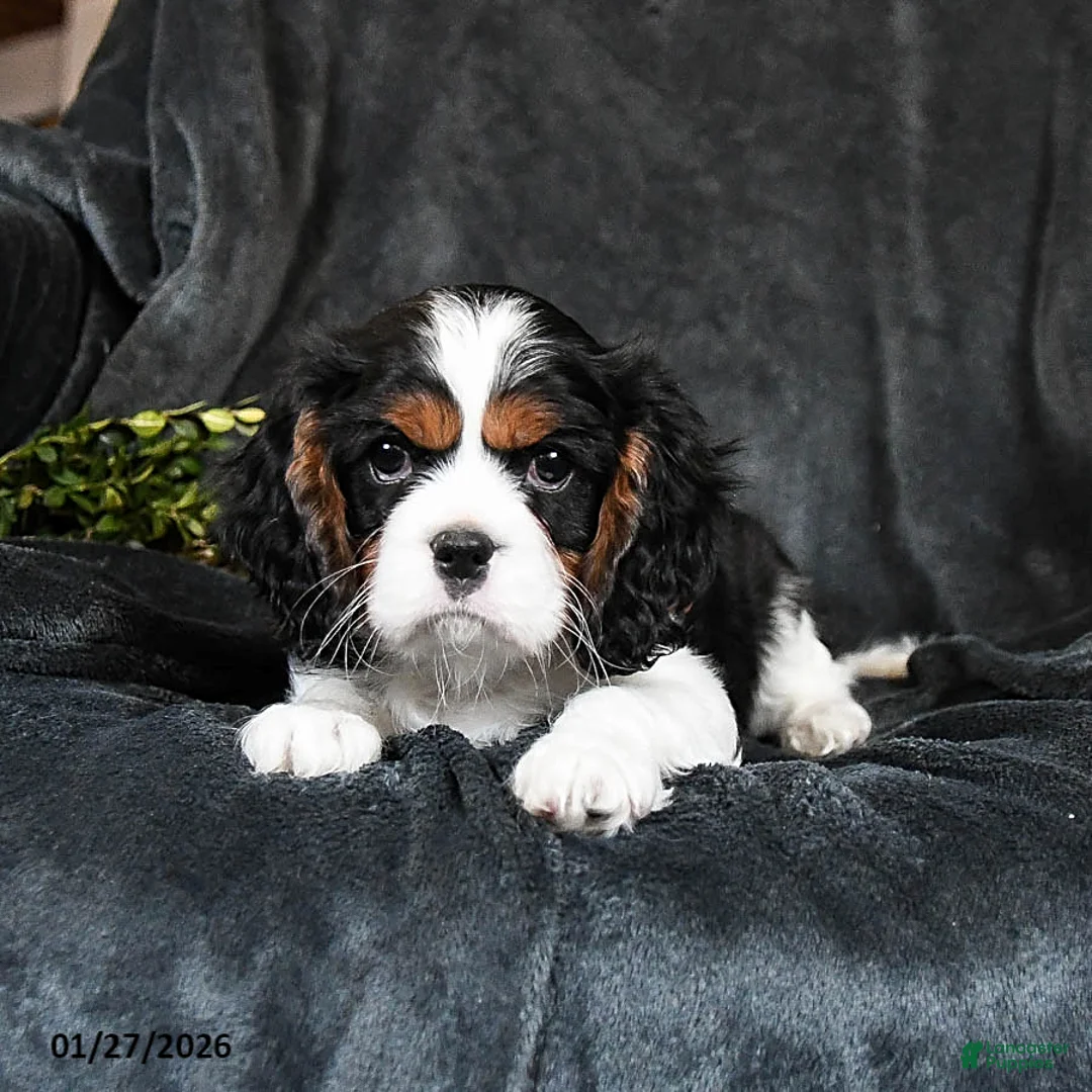 Cavalier King Charles Spaniel dogs for sale: Harley - Ad 3