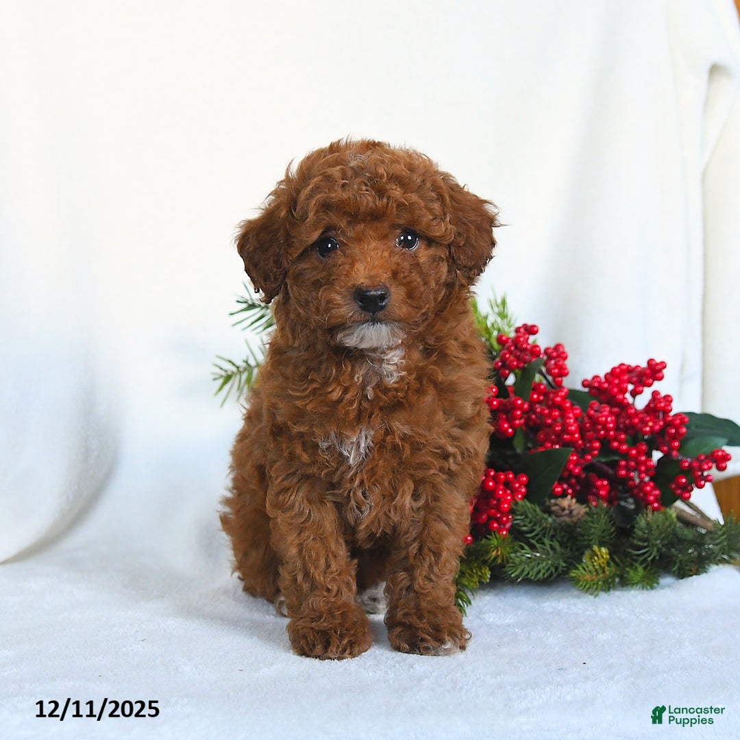 Toy Poodle dogs for sale: Vicky - Ad 3