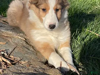 Shetland Sheepdog dogs for sale: BOOMER - Ad 3