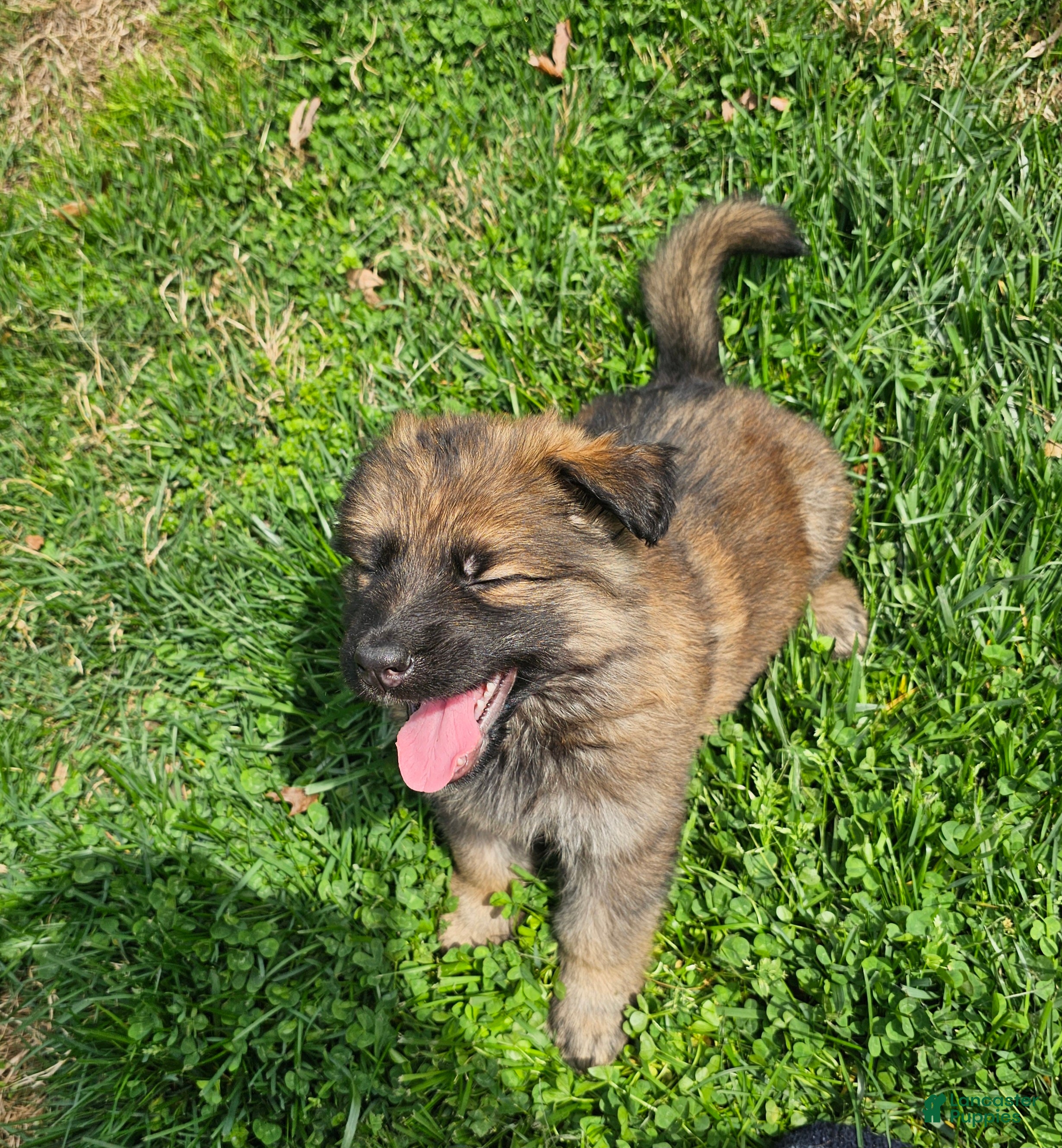 German Shepherd dogs Whisky - Ad 2