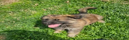 German Shepherd dogs for sale: Whisky - Ad 2