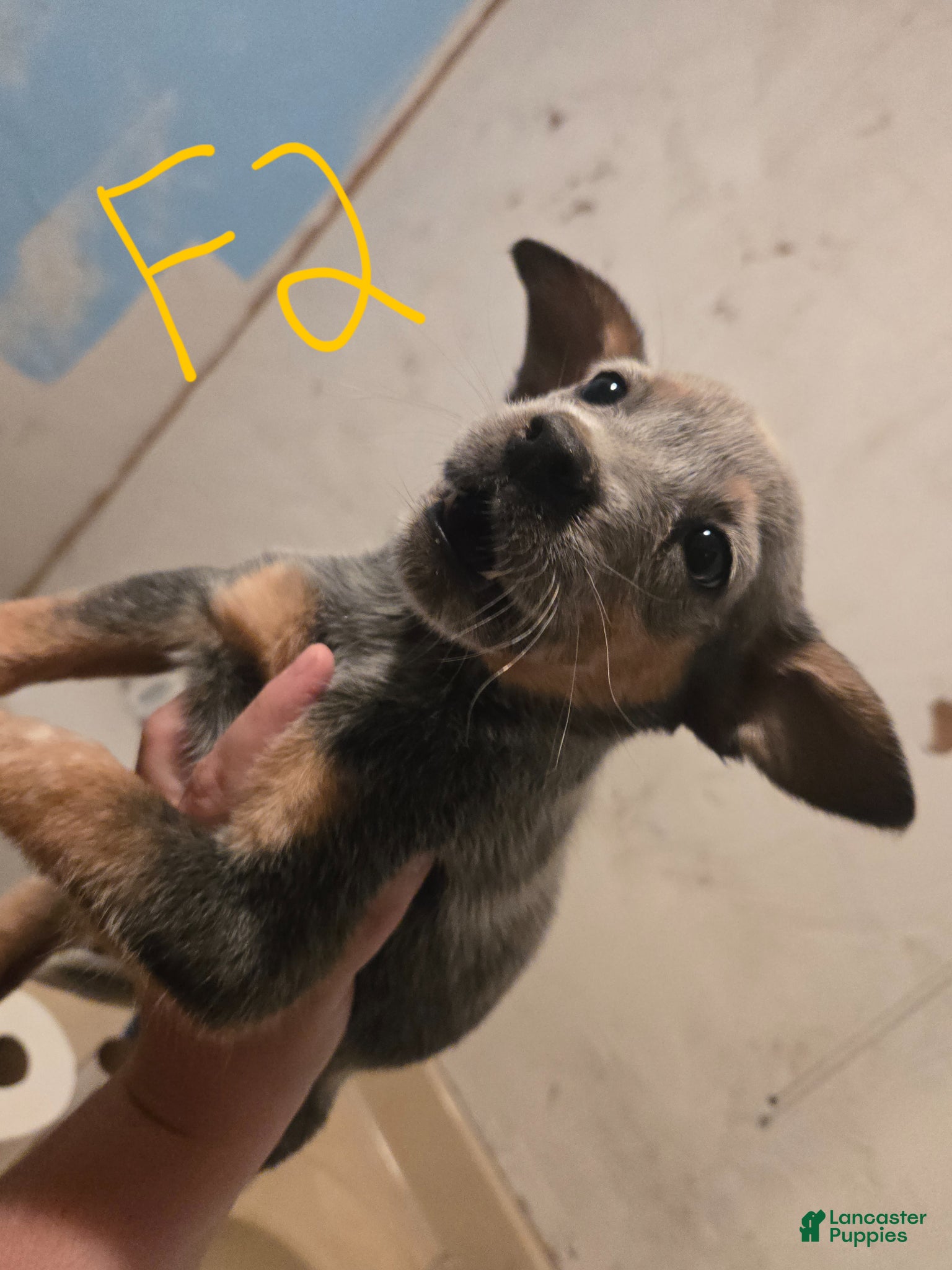 Australian Cattle Dog dogs Piper - Ad 32