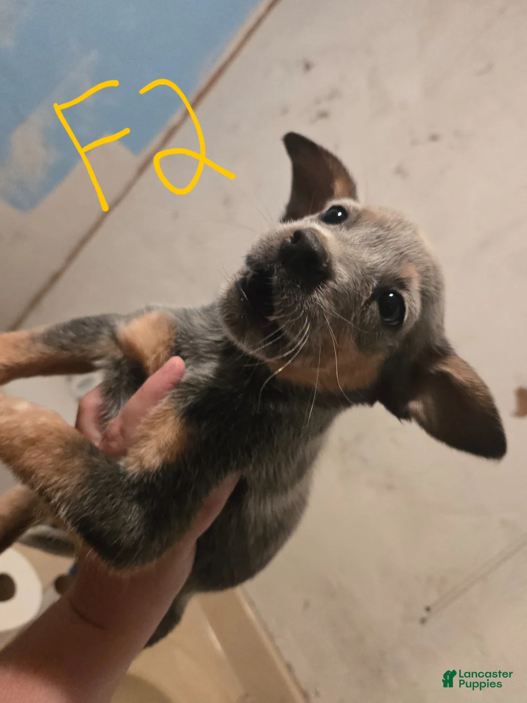 Australian Cattle Dog dogs for sale: Piper - Ad 1