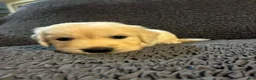 Golden Retriever dogs for sale: Chase - Ad 2