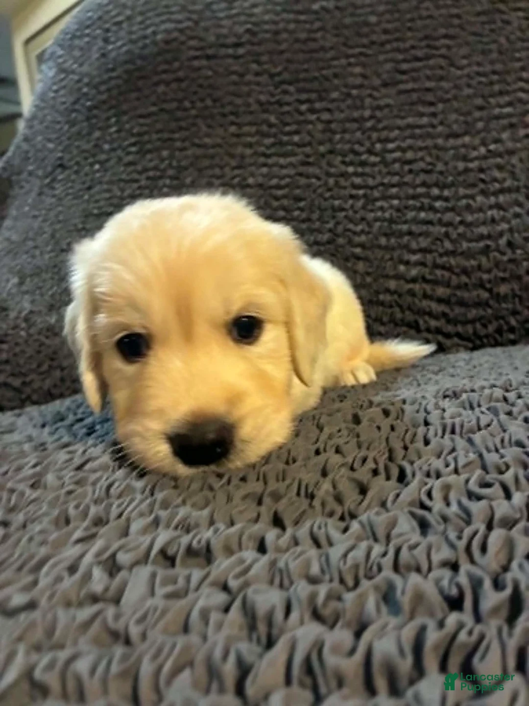 Golden Retriever dogs for sale: Chase - Ad 2