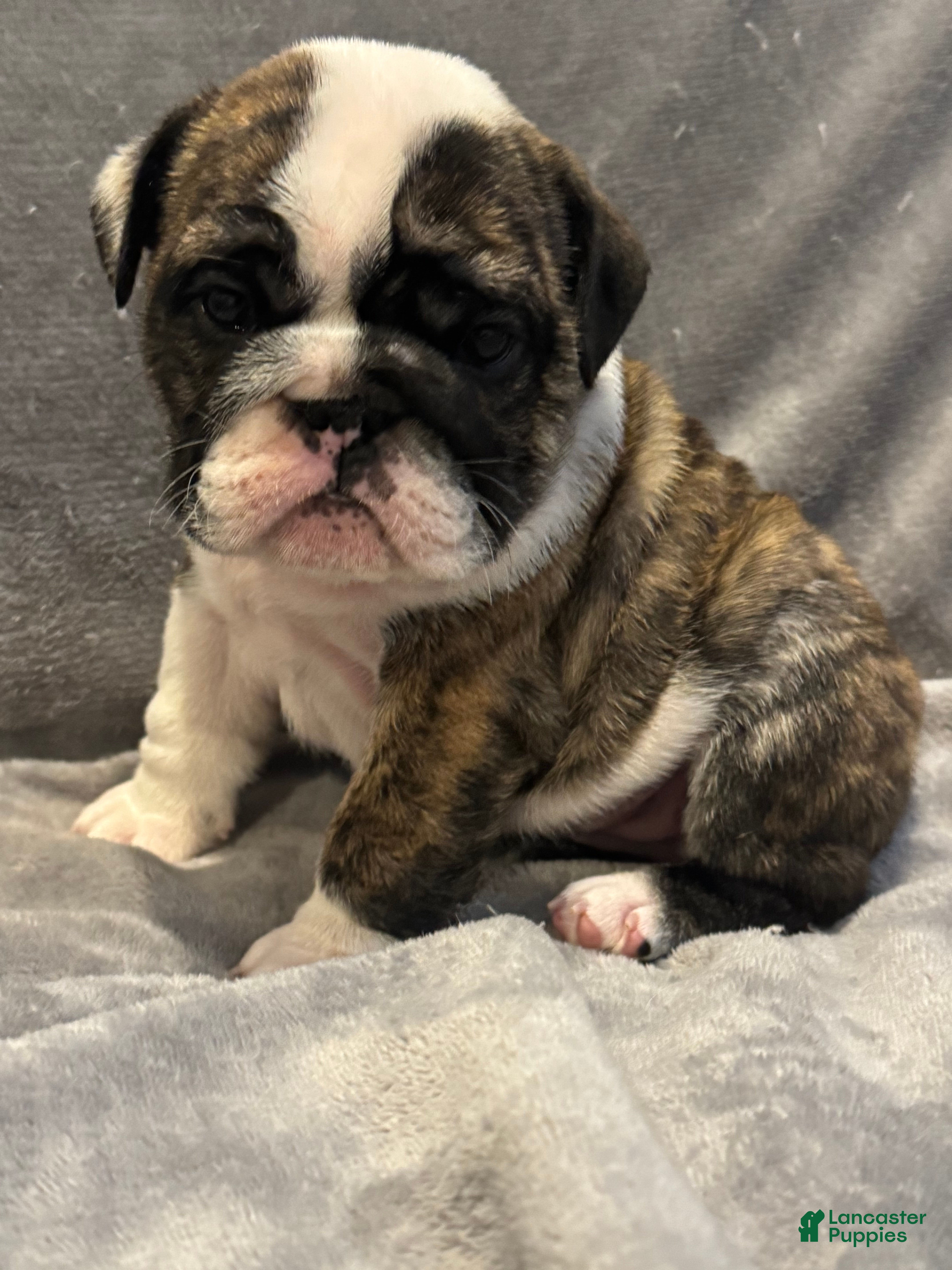 English Bulldog dogs English Bulldog 5 - Ad 1