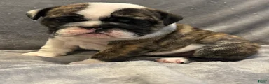 English Bulldog 5