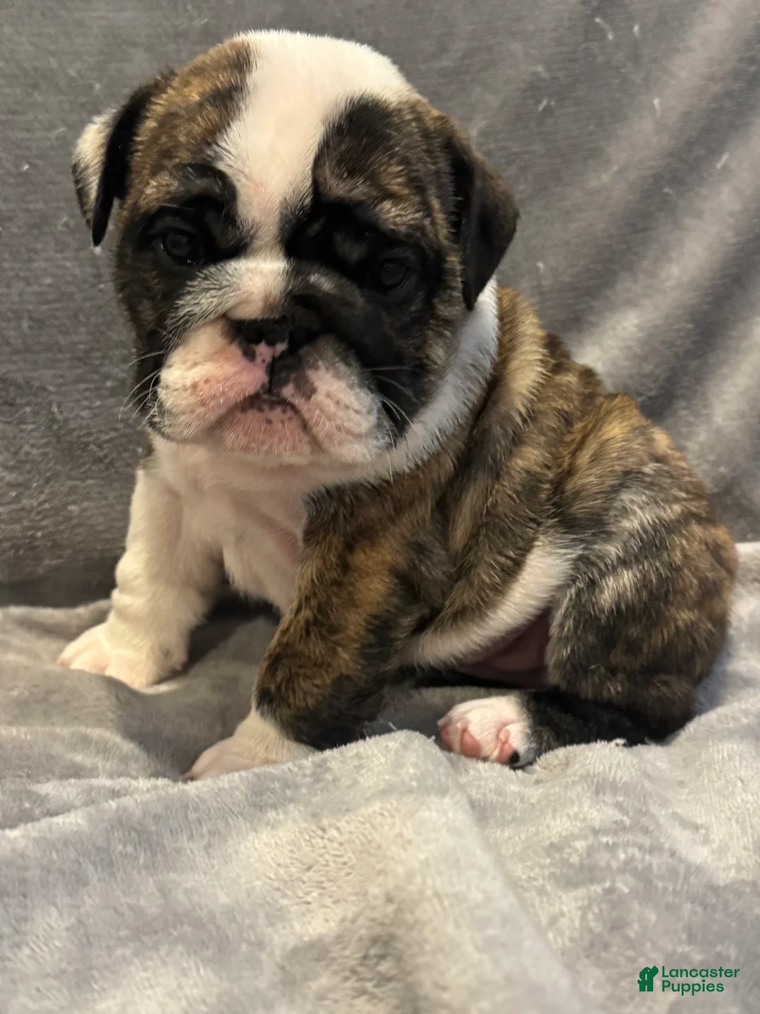 English Bulldog dogs for sale: English Bulldog 5 - Ad 1